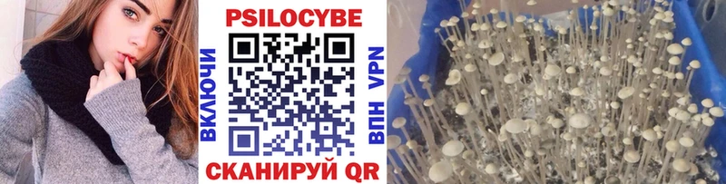где можно купить наркотик  Щигры  Галлюциногенные грибы MAGIC MUSHROOMS 